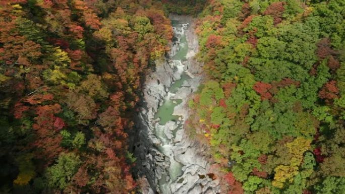 日本to木日光龙京谷和秋叶的鸟瞰图