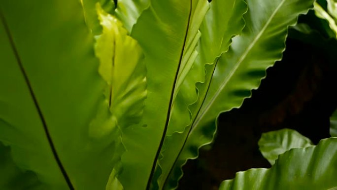 燕窝蕨，铁角蕨。野生天堂雨林丛林植物作为天然花卉背景。幻想黑暗树林中新鲜异国热带绿色新鲜卷曲叶的抽象