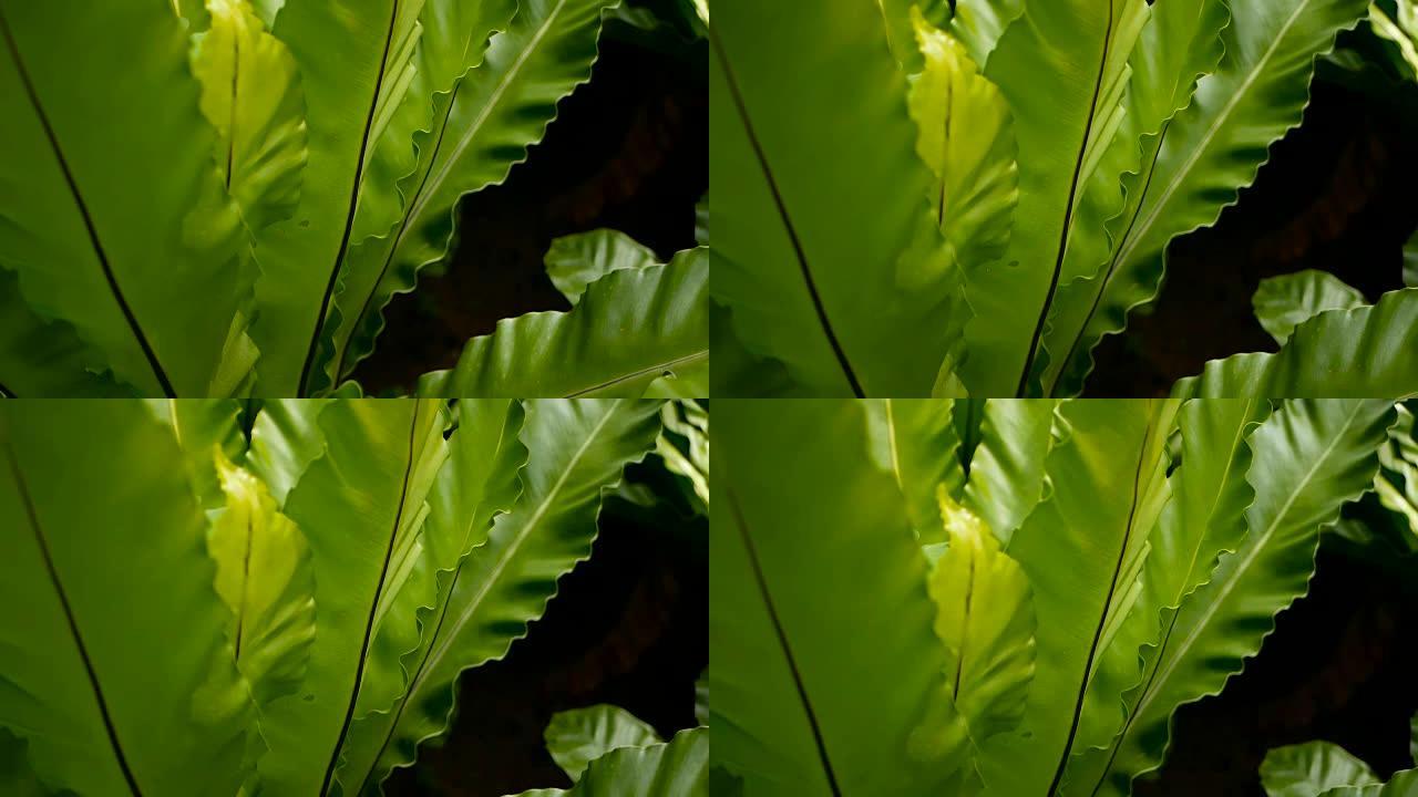 燕窝蕨，铁角蕨。野生天堂雨林丛林植物作为天然花卉背景。幻想黑暗树林中新鲜异国热带绿色新鲜卷曲叶的抽象