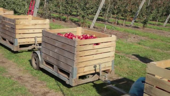 拖拉机从果园搬到包装房时，装满了新鲜采摘的苹果箱。