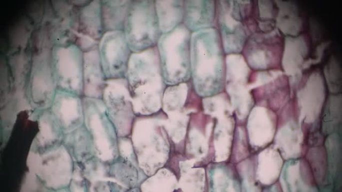 蕨类植物茎在光学显微镜下