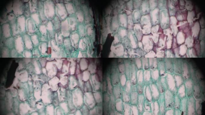 蕨类植物茎在光学显微镜下