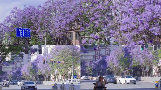 4K蓝花楹 西昌蓝花楹