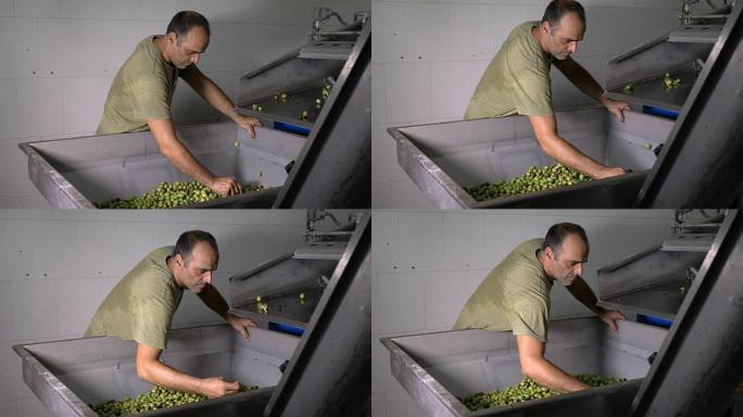 橄榄油生产-农民控制橄榄