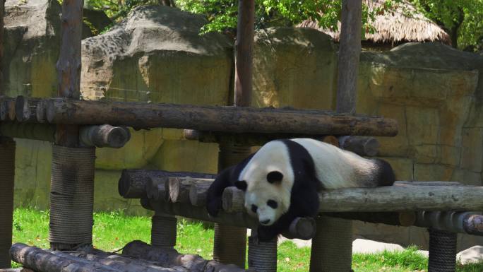 趴着一动不动睡觉中的熊猫