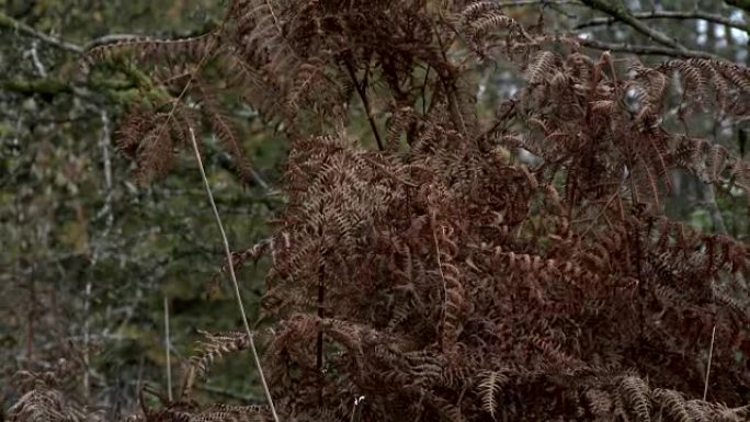 枯萎的蕨菜在潮湿的苏格兰林地中摇曳