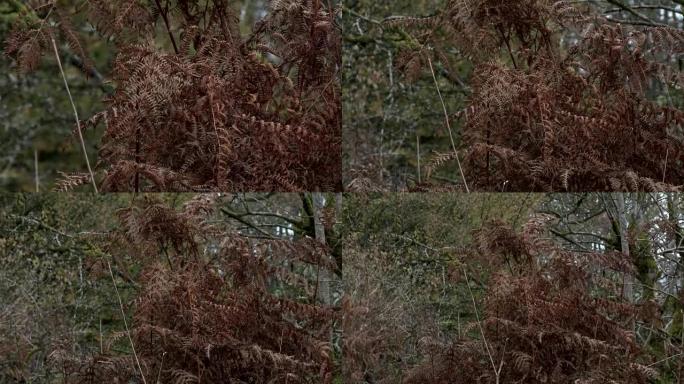 枯萎的蕨菜在潮湿的苏格兰林地中摇曳