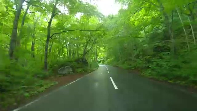 雨中穿过森林的道路