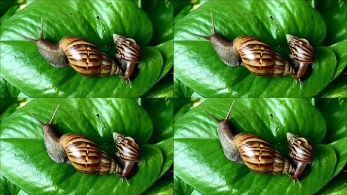 两种不同大小的棕色条纹壳蜗牛攀爬在充满活力的绿叶上