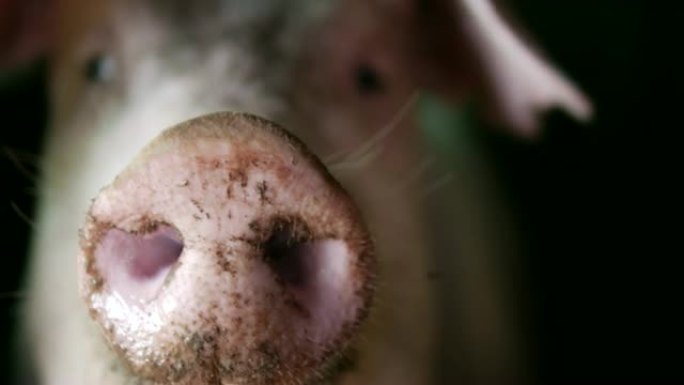 有机猪圈里有浑浊鼻子的健康猪，特写镜头。