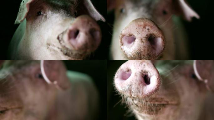 有机猪圈里有浑浊鼻子的健康猪，特写镜头。