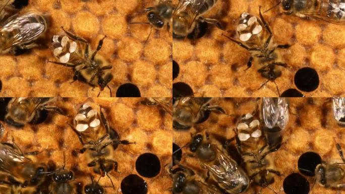 欧洲蜜蜂，蜜蜂，分泌蜡和舔窗户的工人，诺曼底的蜜蜂蜂巢，实时4K