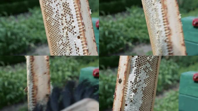 养蜂人从室内框架刷清洁蜜蜂