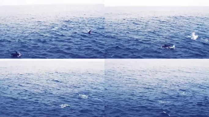 开阔海洋中的一群海豚。从船上看