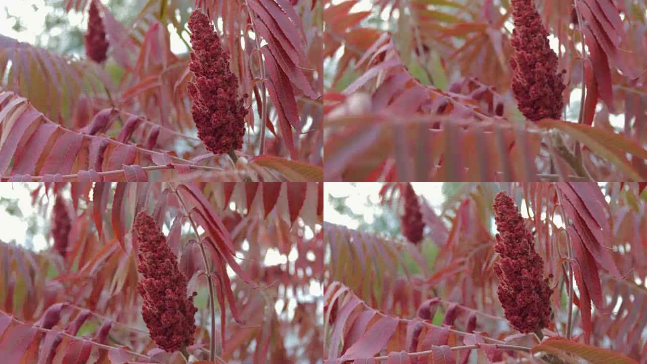 醋酸树的花和叶。漆树红色阴影从风中移动