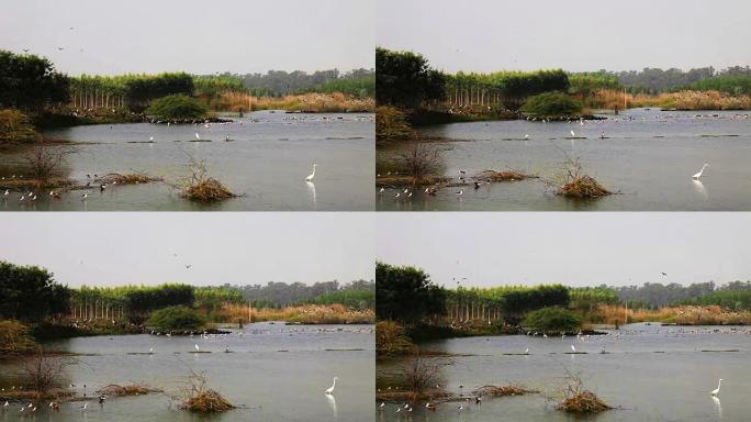 一群鸟儿坐在印度农村的湖里。