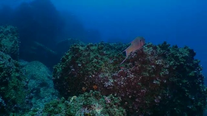 在海底礁游泳的墨西哥猪鱼和鹦嘴鱼