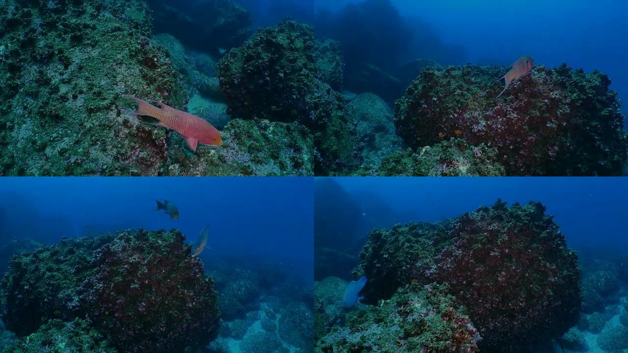 在海底礁游泳的墨西哥猪鱼和鹦嘴鱼