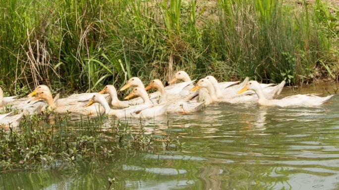 农村散养鸭子成群结队池塘游泳