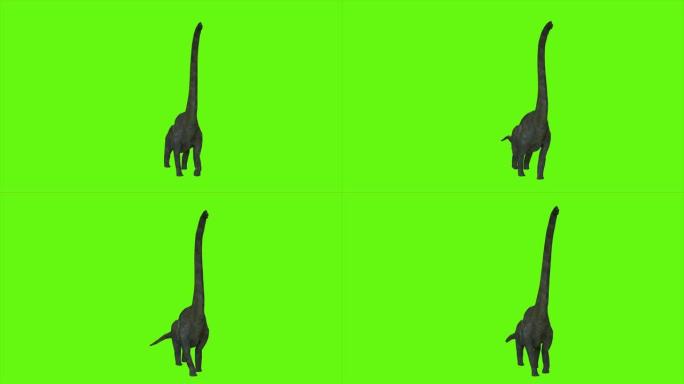 绿色屏幕上的恐龙Braquiossauro动画。逼真渲染