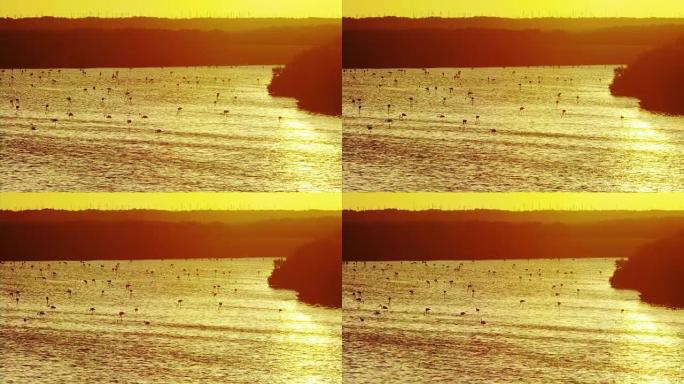 橙色的日落在水面上反射，形成数百种火烈鸟轮廓