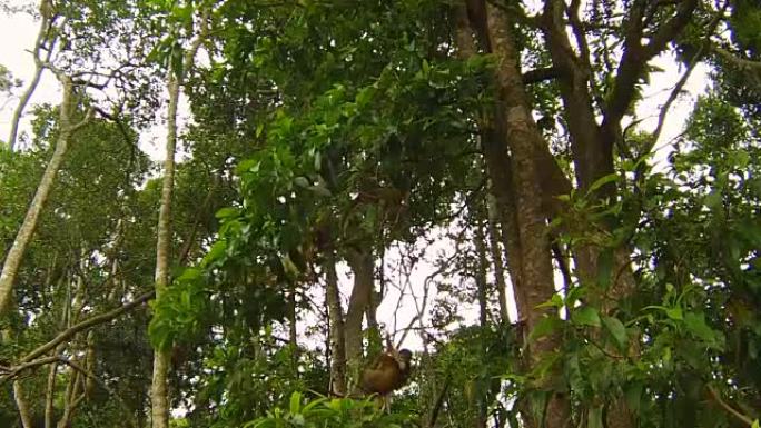 棕色卷尾猴