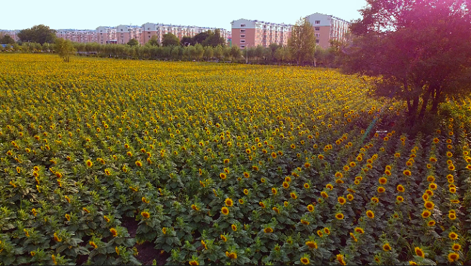 向日葵社区 太阳花和楼房