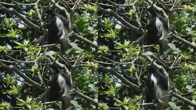 黑白疣猴的慢动作镜头