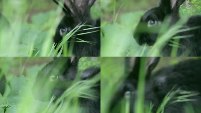 草丛中兔子头的特写镜头