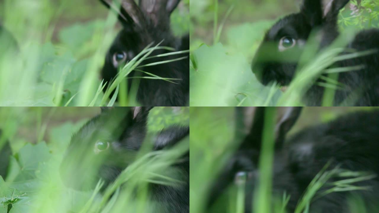 草丛中兔子头的特写镜头