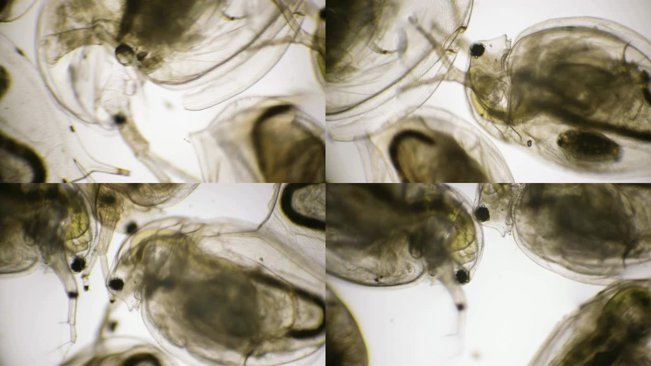 显微镜下的水蚤