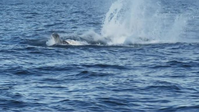 座头鲸小牛在春天的夜晚破裂的17% 慢动作剪辑