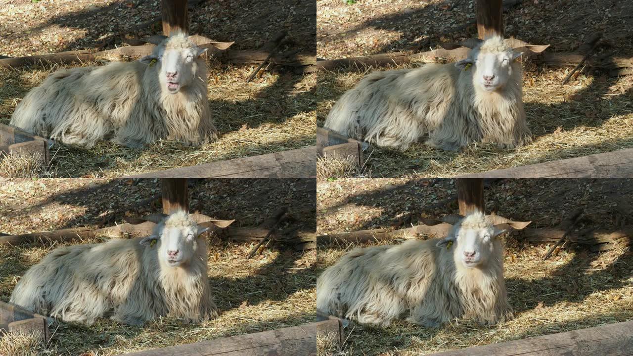 瓦拉几亚羊 (Ovis orientalis aries)