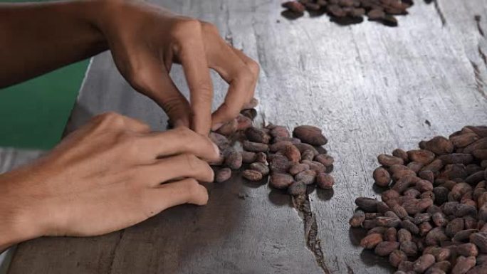 可可豆和可可豆水果在木制，可可概念与生。