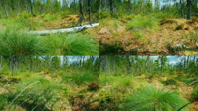低角度视点视频: 令人惊叹的沼泽 -- 倒下的树木、苔藓和绿草。地球上原始的地方