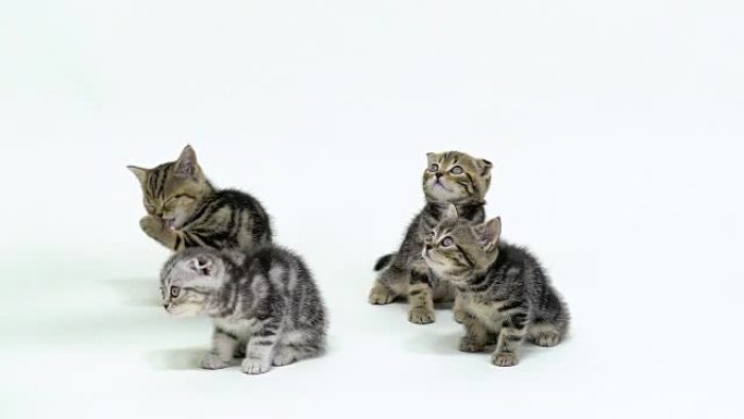四只苏格兰折叠和直小猫在白色工作室中仰望。白色背景。慢动作