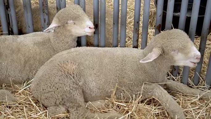 4k两只羊在县集市上躺在摊位上