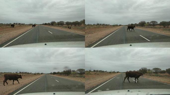 沙漠地区的cameracar，牛过马路