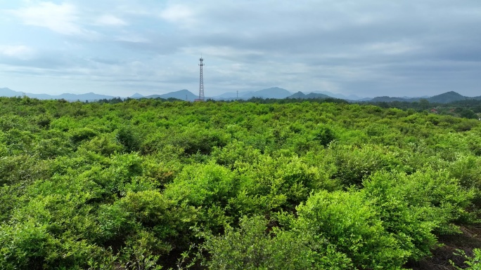 航拍江西贵溪农场果树基地