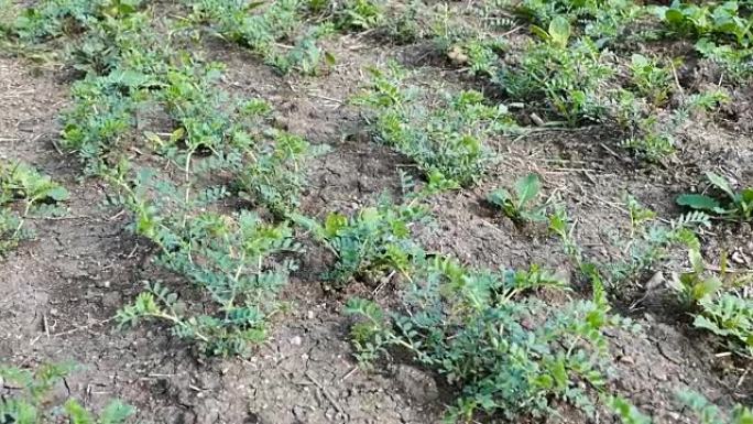 一种刚刚开始在田间生长的鹰嘴豆植物，