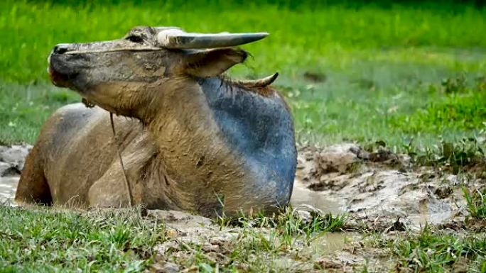 动物野生动物视频泰国农村的水牛浸泡在泥池中，在农业和畜牧业概念领域吃草。