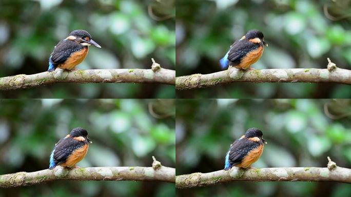 蓝带翠鸟 (Alcedo euryzona)