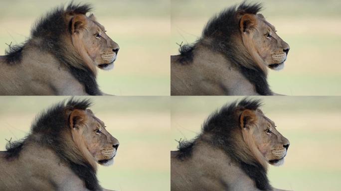一只大雄非洲狮子的肖像
