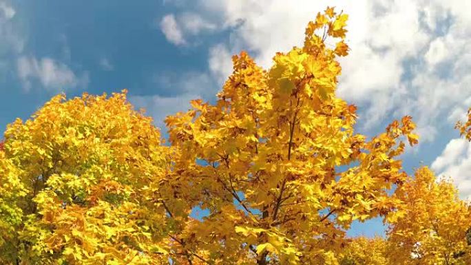 美丽的秋天枫树和黄色的叶子