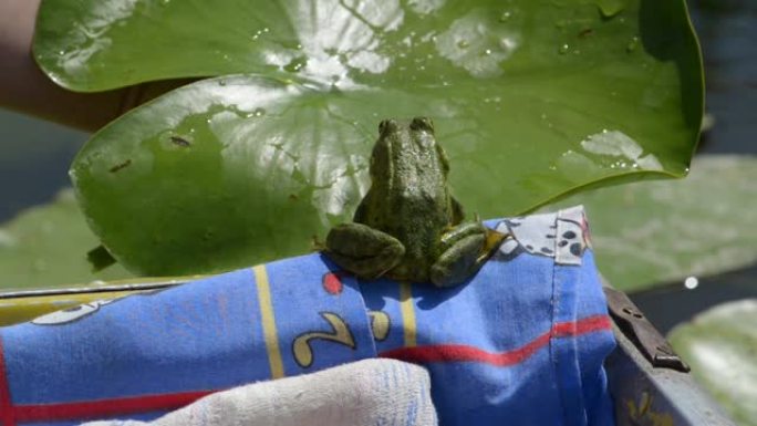 沼泽青蛙在睡莲的绿叶上跳跃
