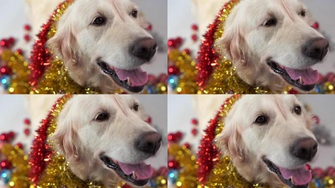 有趣的宠物 -- 大友好的狗在工作室摆姿势，白色背景上有圣诞装饰品