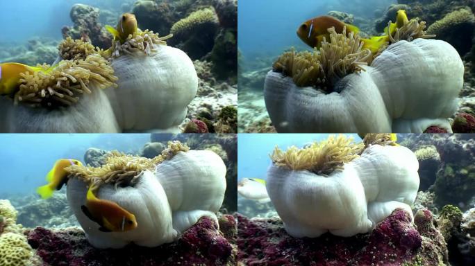 马尔代夫海底的海葵actinia和鲜橙色小丑鱼。
