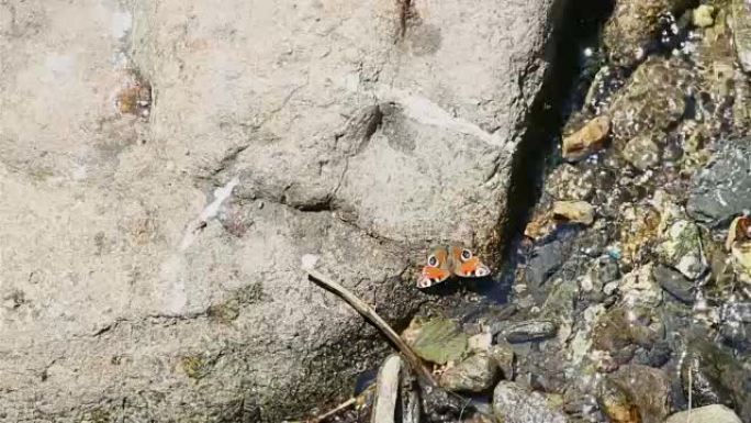 水流中的石头上的孔雀蝴蝶