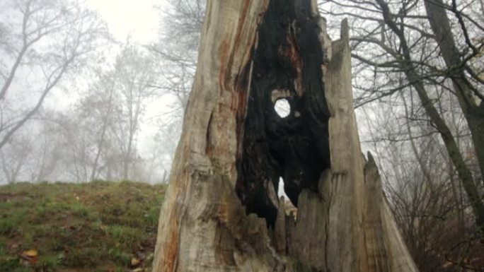 秋天公园里一棵老树的烧焦树桩。浓雾笼罩着树木和灌木。