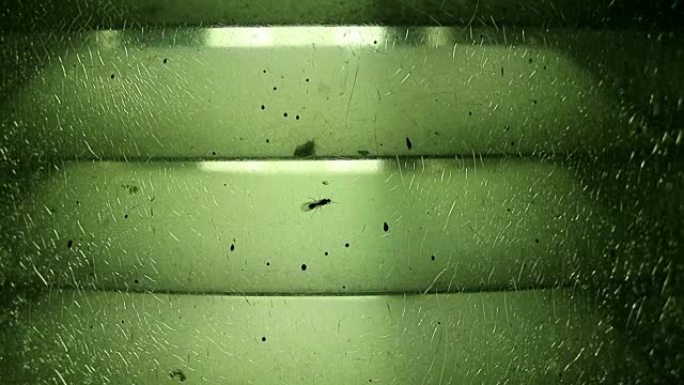 绿色裂纹玻璃灯灯和飞蚁